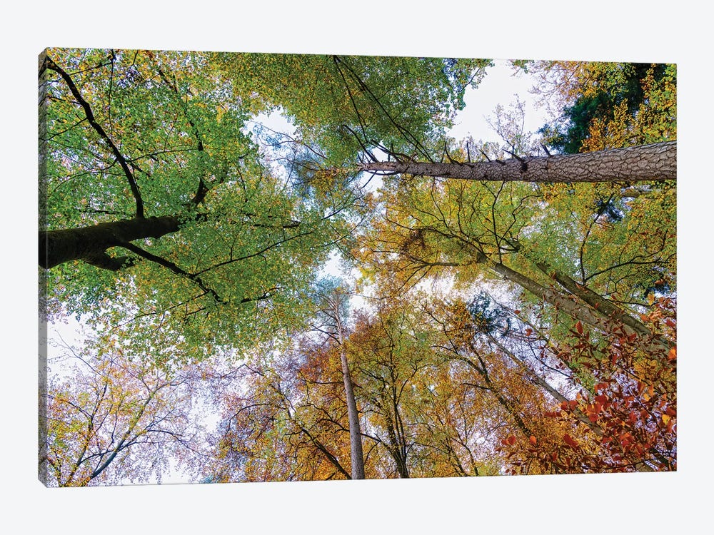 Looking up trees in autumn, Baden-Wurttemberg, Germany by Panoramic Images 1-piece Canvas Artwork