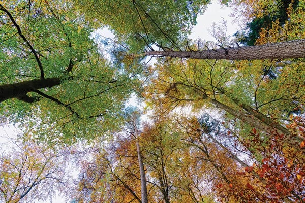 Baden-Wurttemberg: Looking up trees in autumn, Baden-Wurttemberg, Germany by Panoramic Images