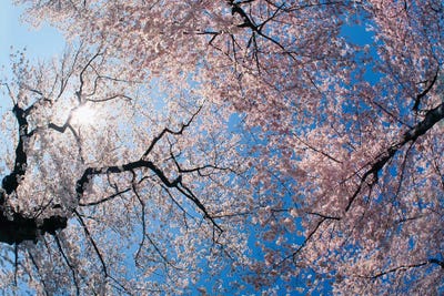 Low angle view of Cherry Blossom trees, Washington DC, USA by Panoramic Images canvas print