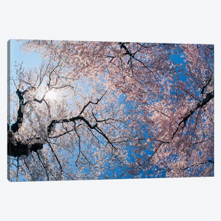 Low angle view of Cherry Blossom trees, Washington DC, USA Canvas Print #PIM15578} by Panoramic Images Canvas Art