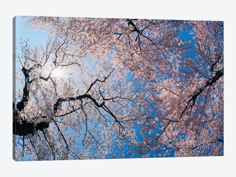 Low angle view of Cherry Blossom trees, Washington DC, USA by Panoramic Images 1-piece Art Print