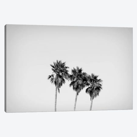 Low angle view of three palm trees, California, USA Canvas Print #PIM15582} by Panoramic Images Art Print