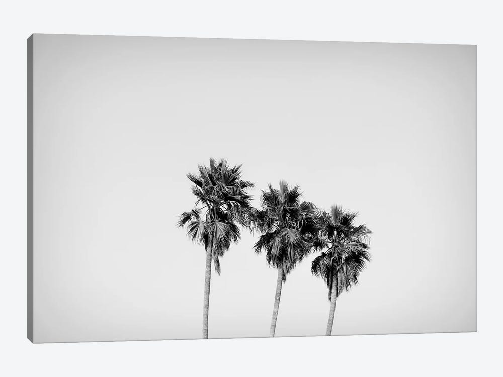 Low angle view of three palm trees, California, USA by Panoramic Images 1-piece Canvas Wall Art