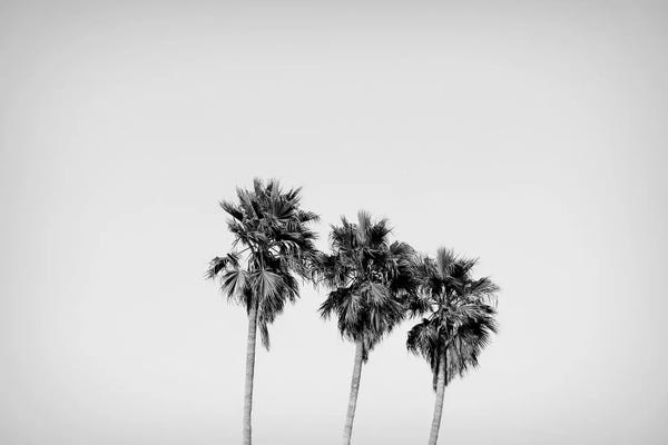 Low angle view of three palm trees, California, USA
