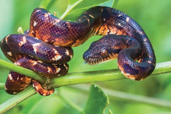 Snakes: Madagascar ground boa , Madagascar by Panoramic Images