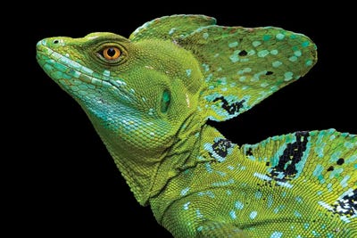 Male plumed basilisk  or green basilisk, Sarapiqui, Costa Rica by Panoramic Images art print