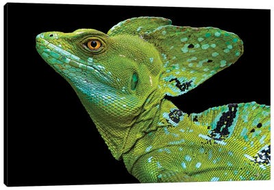 Male plumed basilisk  or green basilisk, Sarapiqui, Costa Rica Canvas Art Print - Lizard Art