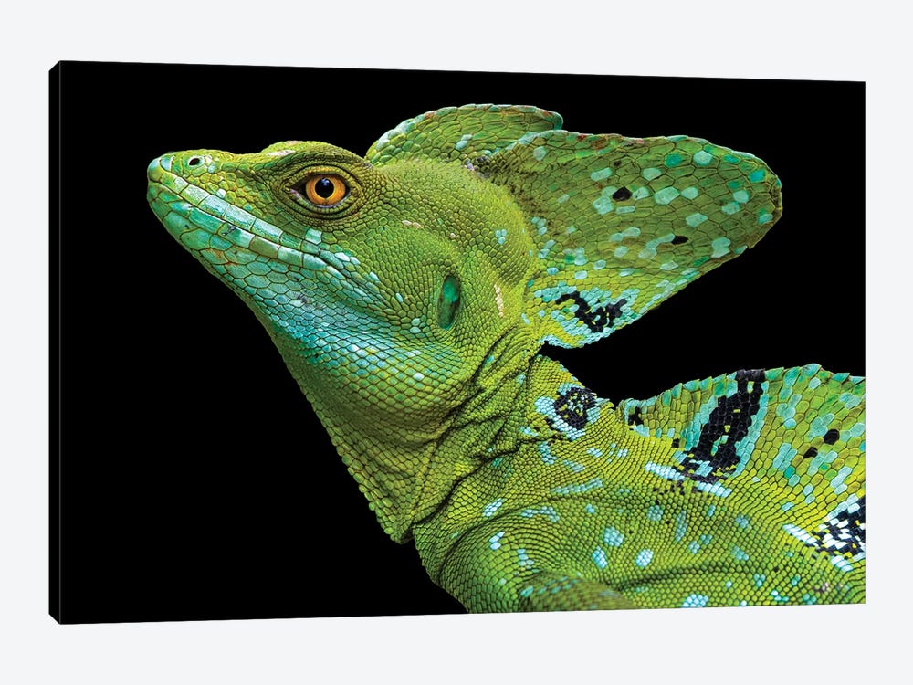Male plumed basilisk  or green basilisk, Sarapiqui, Costa Rica by Panoramic Images 1-piece Canvas Art Print