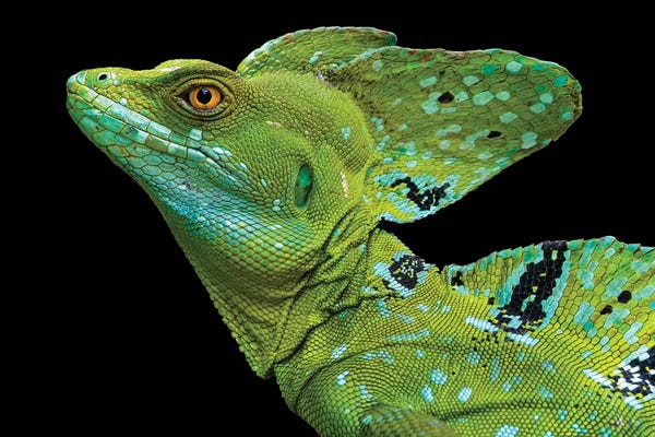 Lizards: Male plumed basilisk  or green basilisk, Sarapiqui, Costa Rica by Panoramic Images