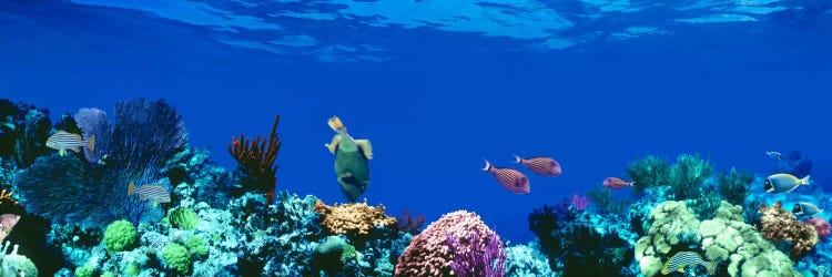 Underwater Seascape, Caribbean Sea by Panoramic Images wall art