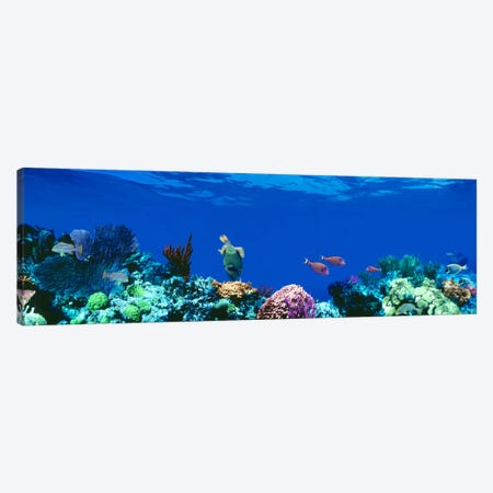 Underwater Seascape, Caribbean Sea Canvas Print #PIM1558} by Panoramic Images Canvas Art Print
