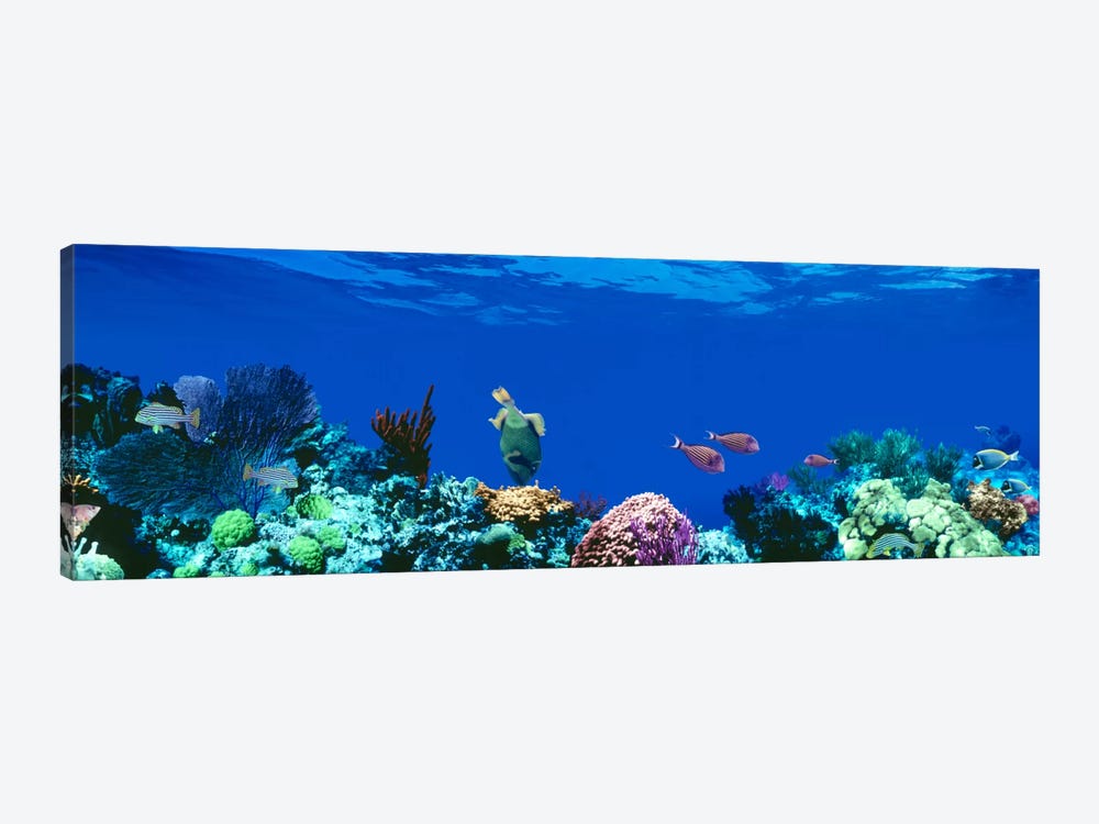 Underwater Seascape, Caribbean Sea by Panoramic Images 1-piece Canvas Print