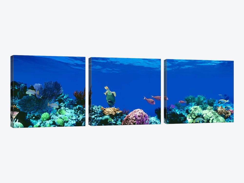 Underwater Seascape, Caribbean Sea by Panoramic Images 3-piece Canvas Print