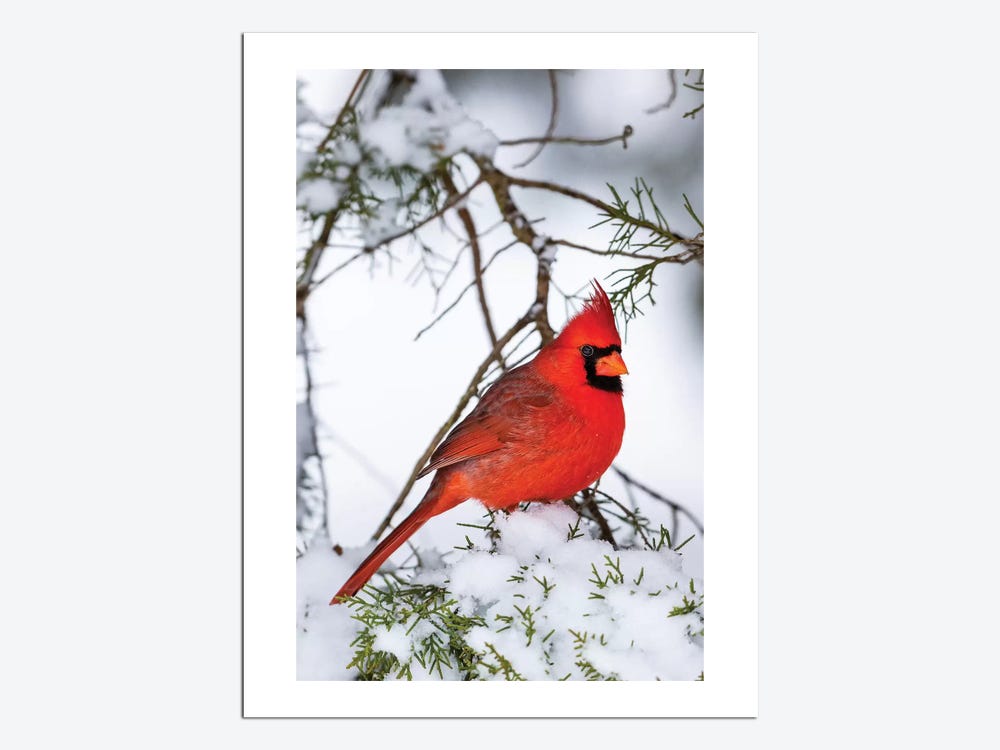 Needle Treasures Winter Cardinals Birds Snow Tree Needlepoint