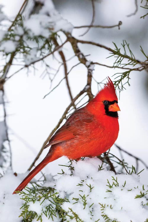 Northern Cardinal  perching on snowcapped juniper tree branch, Marion Co., Illinois, USA