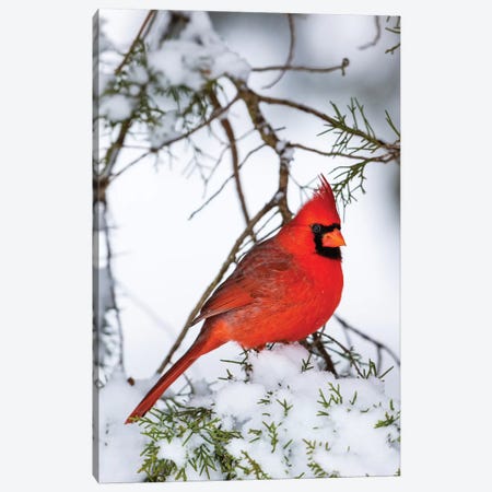 Northern Cardinal  perching on snowcapped juniper tree branch, Marion Co., Illinois, USA Canvas Print #PIM15615} by Panoramic Images Canvas Artwork