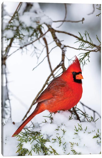 Northern Cardinal  perching on snowcapped juniper tree branch, Marion Co., Illinois, USA Canvas Art Print