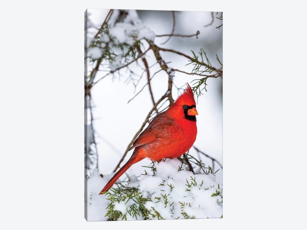 Northern Cardinal  perching on snowcapped juniper tree branch, Marion Co., Illinois, USA by Panoramic Images 1-piece Canvas Art