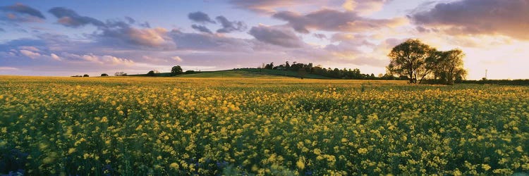 Oilseed rapes  in a field, St. Leonard's, Holme-on-Spalding-Moor, East Yorkshire, England