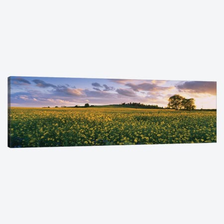 Oilseed rapes  in a field, St. Leonard's, Holme-on-Spalding-Moor, East Yorkshire, England Canvas Print #PIM15617} by Panoramic Images Canvas Artwork