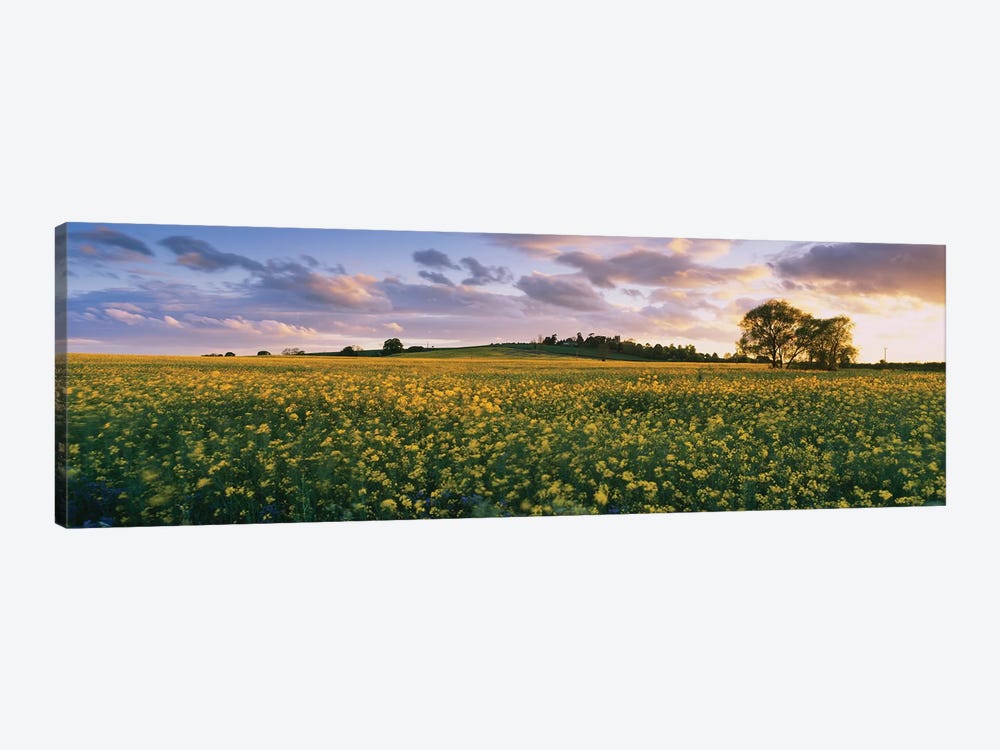 Oilseed rapes  in a field, St. Leonard's, Holme-on-Spalding-Moor, East Yorkshire, England by Panoramic Images 1-piece Canvas Art