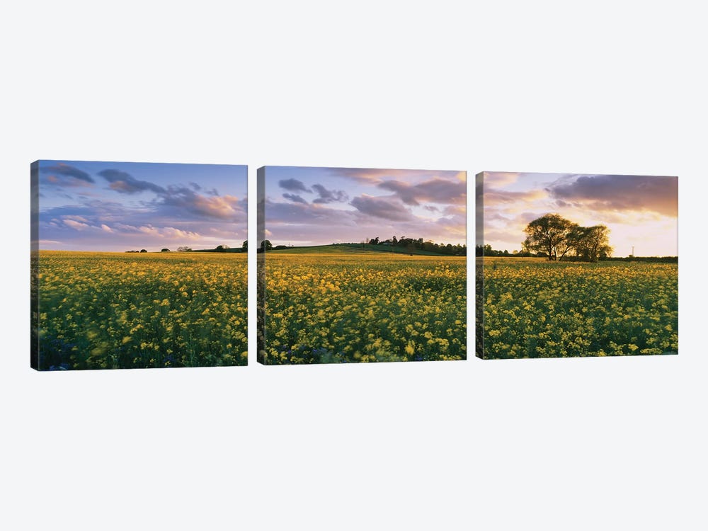 Oilseed rapes  in a field, St. Leonard's, Holme-on-Spalding-Moor, East Yorkshire, England by Panoramic Images 3-piece Canvas Art