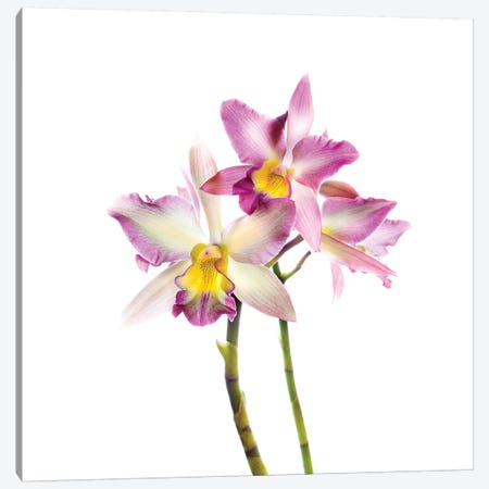Orchids against white background Canvas Print #PIM15621} by Panoramic Images Canvas Artwork