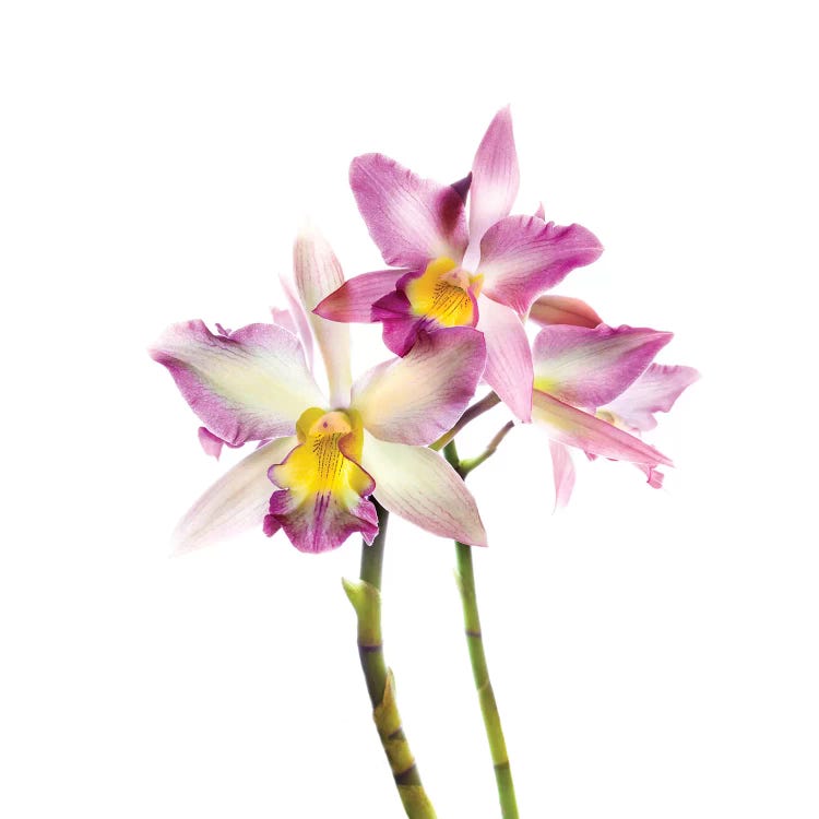 Orchids against white background