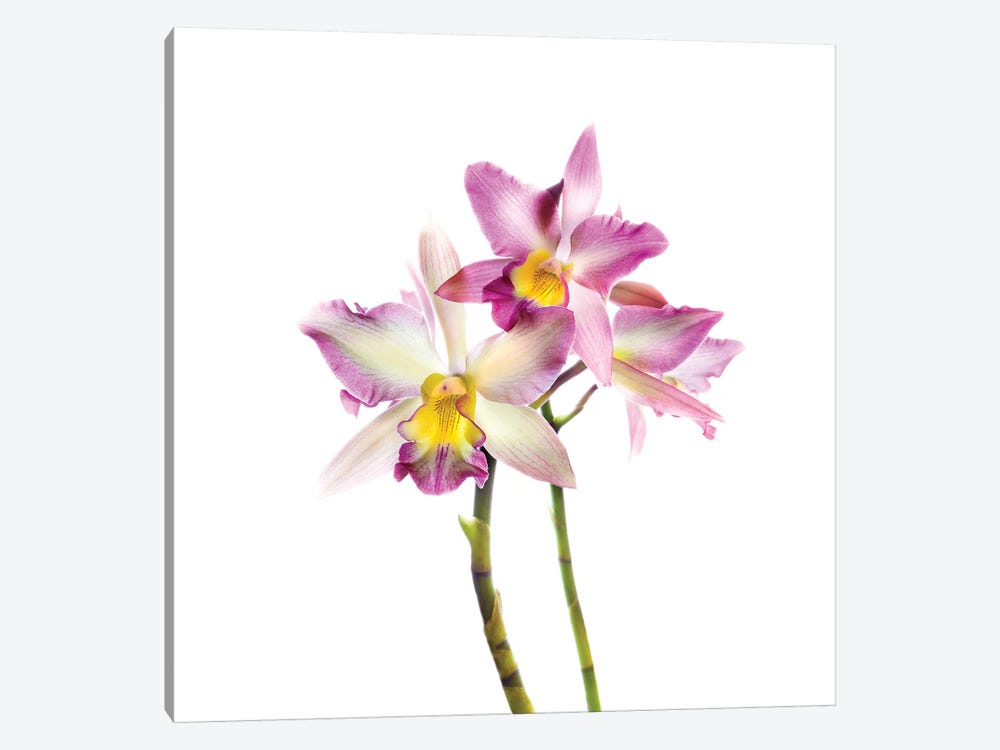 Orchids against white background by Panoramic Images 1-piece Canvas Art Print