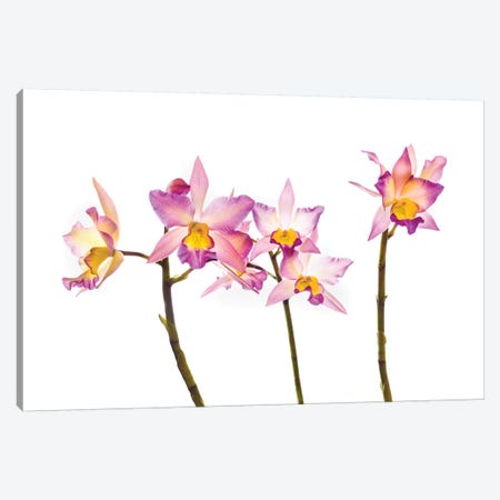 Orchids against white background Canvas Print #PIM15622} by Panoramic Images Canvas Wall Art