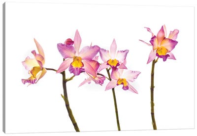 Orchids against white background Canvas Art Print - Orchid Art