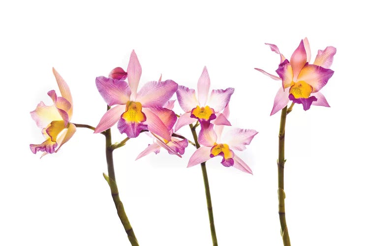 Orchids against white background