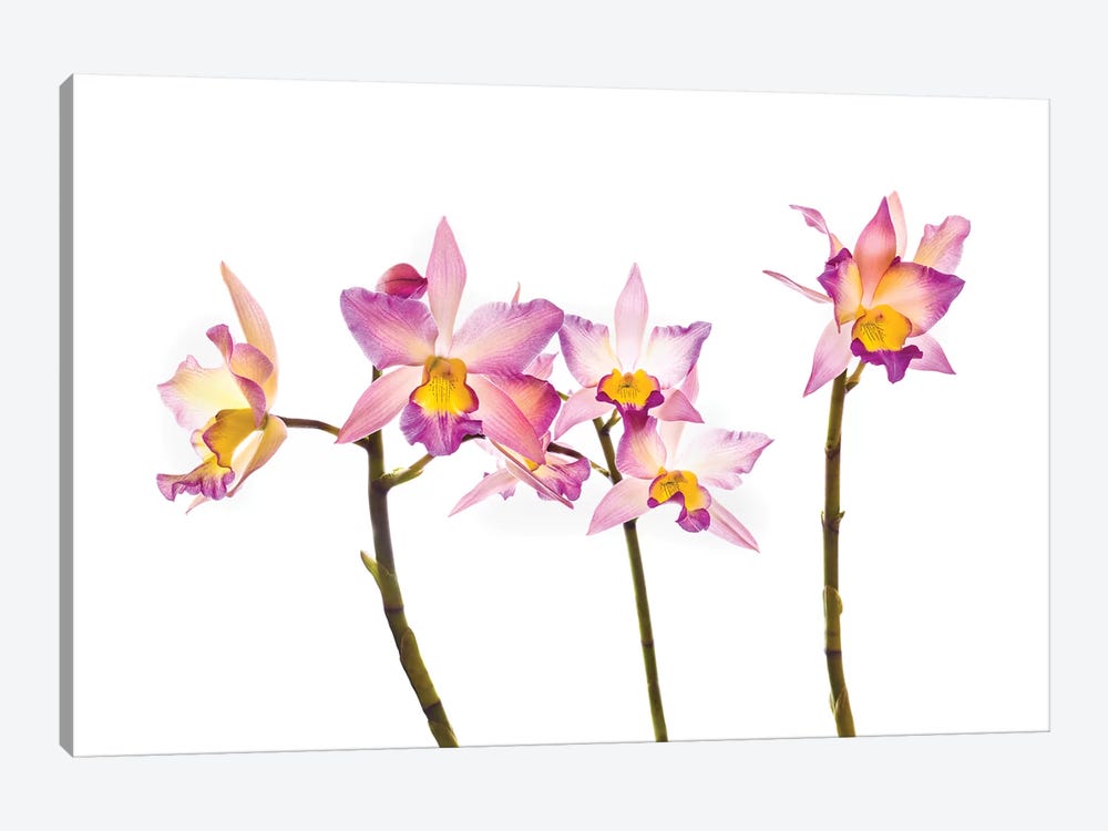 Orchids against white background by Panoramic Images 1-piece Canvas Art