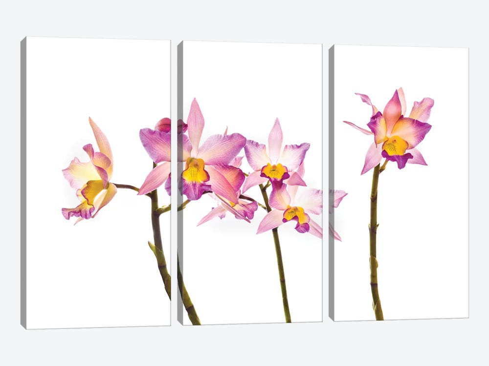 Orchids against white background by Panoramic Images 3-piece Canvas Wall Art