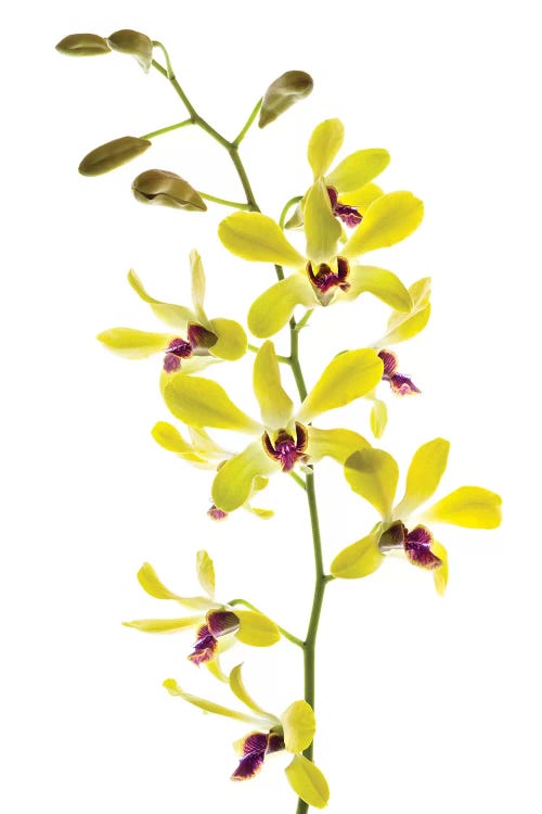 Orchids against white background