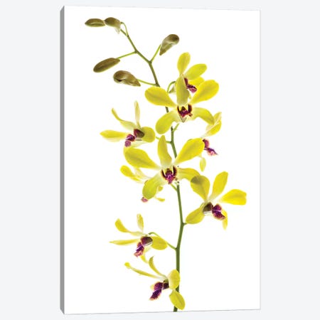 Orchids against white background Canvas Print #PIM15623} by Panoramic Images Canvas Artwork