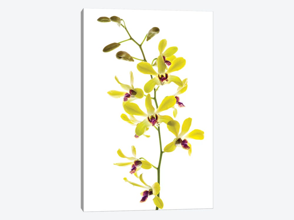 Orchids against white background by Panoramic Images 1-piece Canvas Print