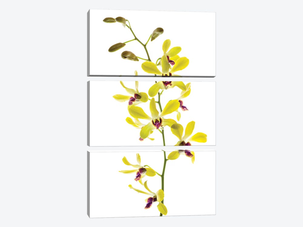Orchids against white background by Panoramic Images 3-piece Canvas Art Print