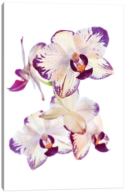 Orchids against white background Canvas Art Print - Orchid Art