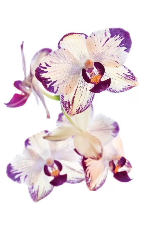 Orchids against white background