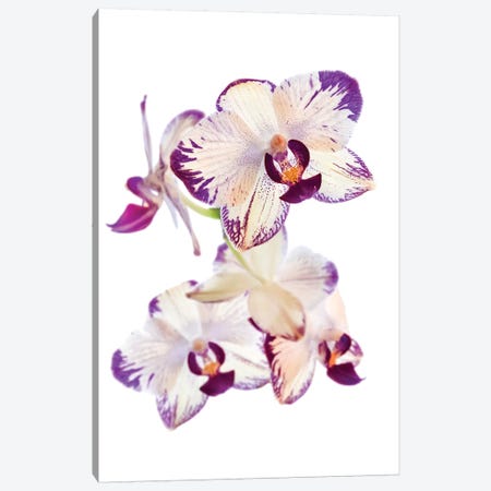 Orchids against white background Canvas Print #PIM15624} by Panoramic Images Canvas Print