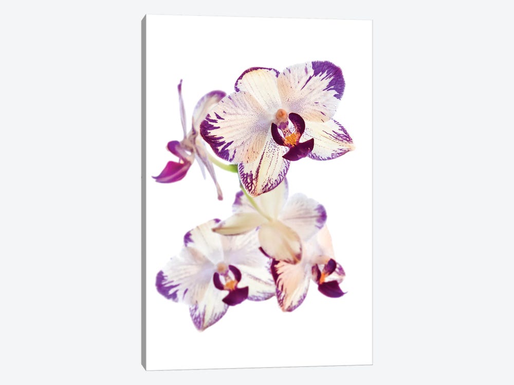 Orchids against white background 1-piece Canvas Artwork