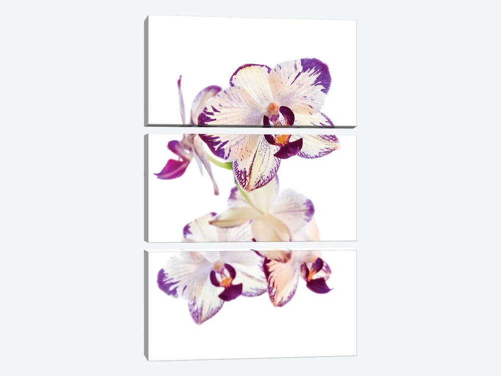Orchids against white background by Panoramic Images 3-piece Canvas Art