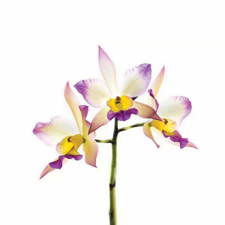 Orchids against white background