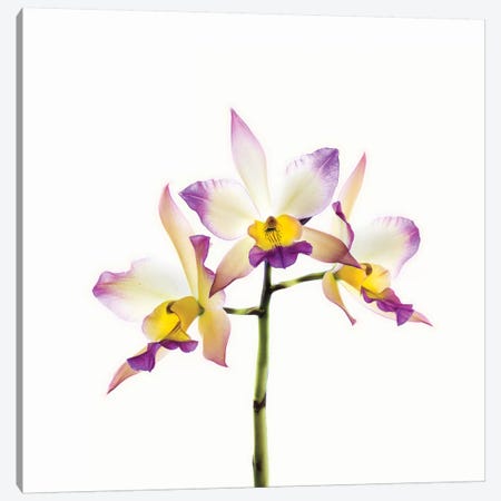 Orchids against white background Canvas Print #PIM15625} by Panoramic Images Canvas Print