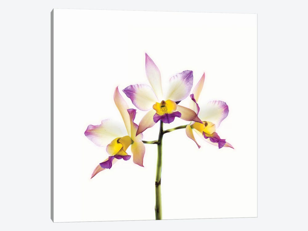 Orchids against white background by Panoramic Images 1-piece Canvas Art Print