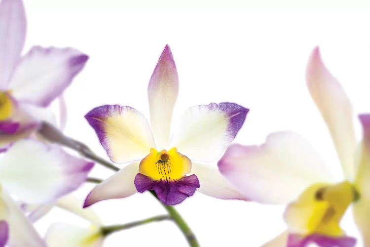 Orchids against white background