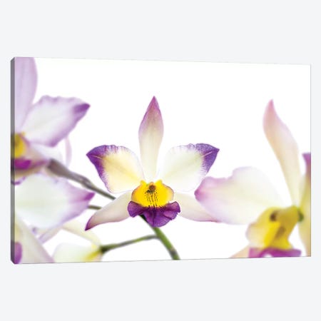 Orchids against white background Canvas Print #PIM15626} by Panoramic Images Canvas Print