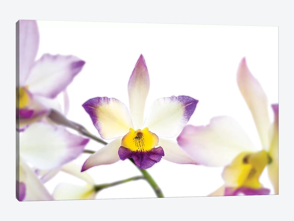 Orchids against white background by Panoramic Images 1-piece Canvas Wall Art