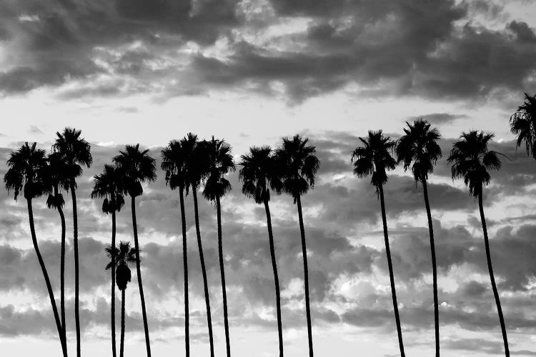 Palm trees against cloudy sky, Santa Barbara, California, USA